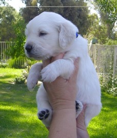 Preciosos cachorros deGolden Retriever